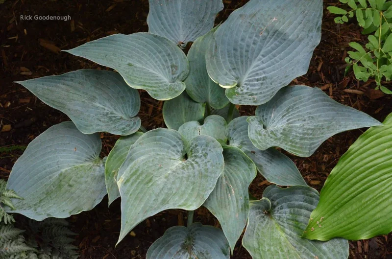 Hosta 'The Future King' Live Plant – 5.25 Inch Pot – Well Rooted Perennial Shade Plant Hosta 'The Future King' Live Plant – 5.25 Inch Pot – Well Rooted Perennial Shade Plant - Image 1
