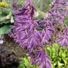 Hosta Time in a Bottle Live Plant – 5.25" Pot Perennial Shade - Image 1