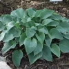 Hosta Toy Soldier Live Plant – 5.25 inch Pot – Perennial Shade Plant Hosta Toy Soldier Live Plant – 5.25 inch Pot – Perennial Shade Plant - Image 1