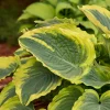 Hosta Trendsetter Live Plant - Well Rooted Perennial Shade Plant - 5.25" Pot - Image 1