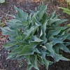 Hosta Twinkle Little Star Live Plant - 5.25 inch Pot, Well-Rooted Perennial Shade Plant - Image 1