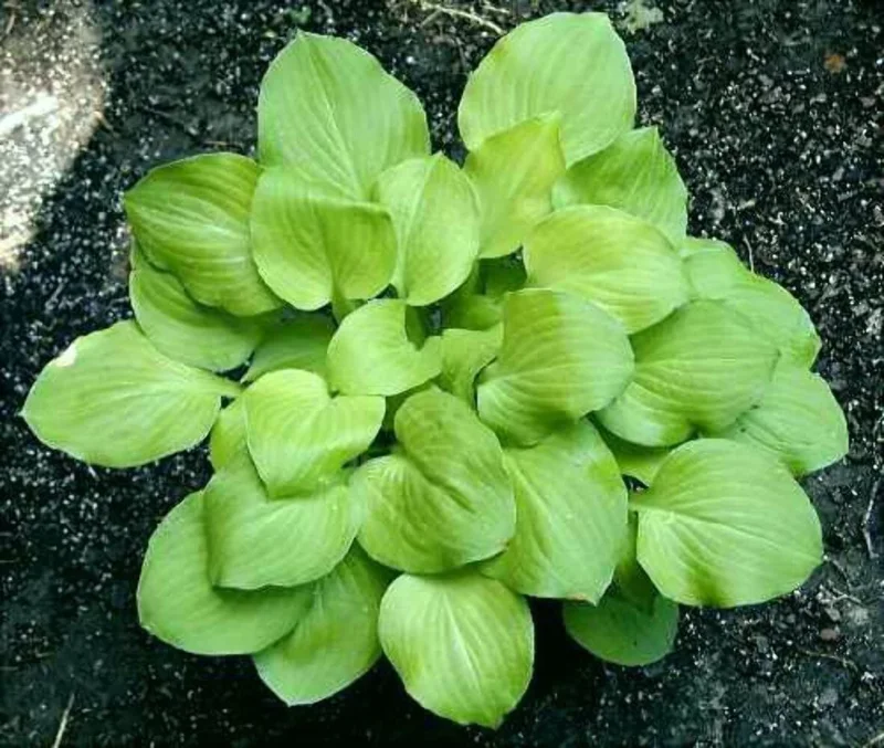 Hosta Vanilla Cream Live Plant – 5.25" Pot – Well Rooted Perennial Shade Plant Hosta Vanilla Cream Live Plant – 5.25" Pot – Well Rooted Perennial Shade Plant - Image 2