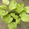 Hosta Vanilla Cream Live Plant – 5.25" Pot – Well Rooted Perennial Shade Plant - Image 1
