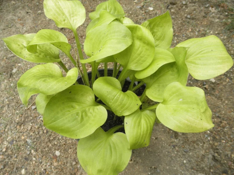 Hosta Vanilla Cream Live Plant – 5.25" Pot – Well Rooted Perennial Shade Plant Hosta Vanilla Cream Live Plant – 5.25" Pot – Well Rooted Perennial Shade Plant - Image 1