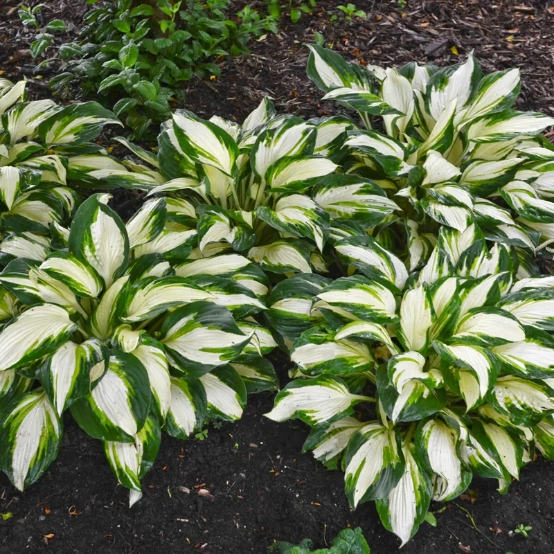 Hosta Vulcan Live Plant – 5.25" Pot – Perennial Shade Hardy Plant Hosta Vulcan Live Plant – 5.25" Pot – Perennial Shade Hardy Plant - Image 2
