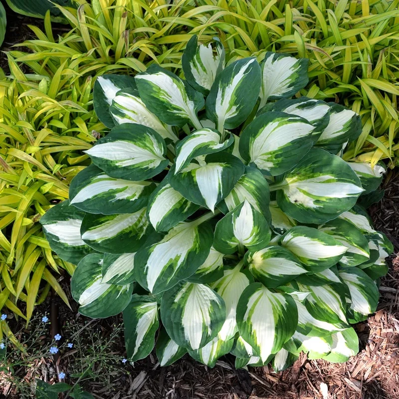 Hosta Vulcan Live Plant – 5.25" Pot – Perennial Shade Hardy Plant Hosta Vulcan Live Plant – 5.25" Pot – Perennial Shade Hardy Plant - Image 3