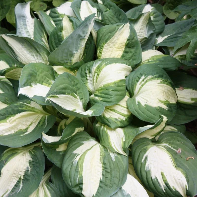 Hosta Vulcan Live Plant – 5.25" Pot – Perennial Shade Hardy Plant Hosta Vulcan Live Plant – 5.25" Pot – Perennial Shade Hardy Plant - Image 4
