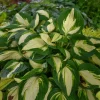 Hosta Vulcan Live Plant – 5.25" Pot – Perennial Shade Hardy Plant Hosta Vulcan Live Plant – 5.25" Pot – Perennial Shade Hardy Plant - Image 1