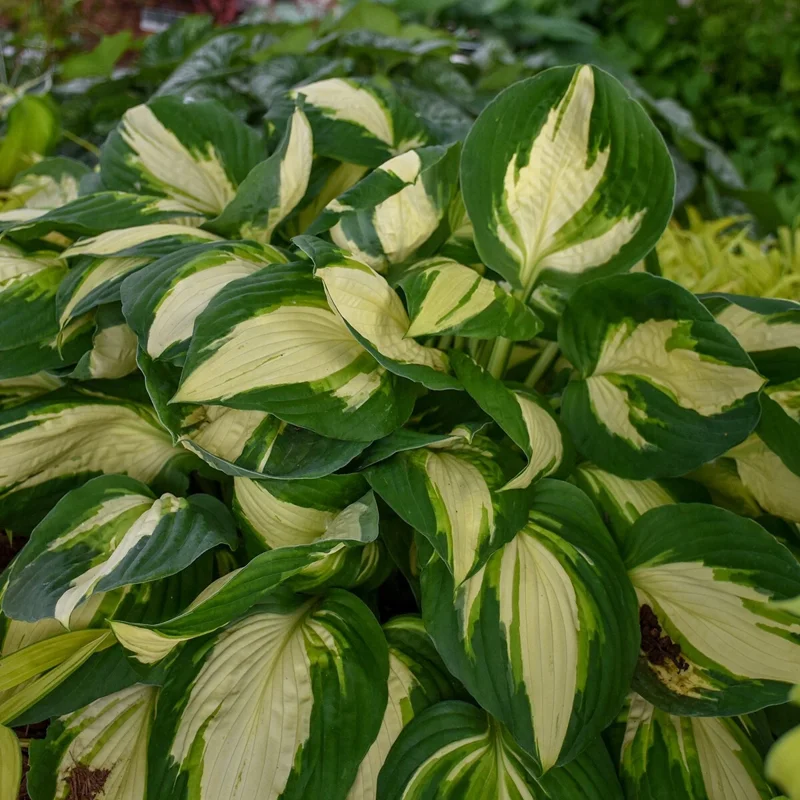 Hosta Vulcan Live Plant – 5.25" Pot – Perennial Shade Hardy Plant Hosta Vulcan Live Plant – 5.25" Pot – Perennial Shade Hardy Plant - Image 1