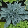Hosta Waterslide Live Plant – Well-Rooted 5.25" Pot Perennial Shade Plant Hosta Waterslide Live Plant – Well-Rooted 5.25" Pot Perennial Shade Plant - Image 1