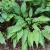 Hosta Wave Motion Live Plant – 5.25 inch Pot – Shade Perennial - Image 1