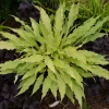 Hosta Wiggles and Squiggles Live Plant – 5.25" Pot Perennial Shade Plant Hosta Wiggles and Squiggles Live Plant – 5.25" Pot Perennial Shade Plant - Image 1