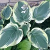 Hosta Wildest Dreams Live Plant – 5.25" Pot – Shade Perennial - Image 1
