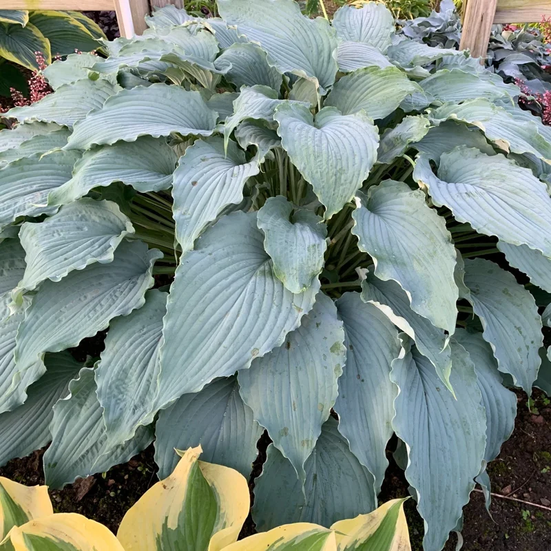Hosta 'Wind Beneath My Wings' Live Plant - 5.25" Pot, Perennial Shade, Blue Hosta 'Wind Beneath My Wings' Live Plant - 5.25" Pot, Perennial Shade, Blue - Image 1