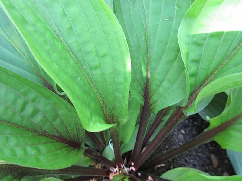 Hosta Wisconsin Red Live Plant - 5.25" Pot Well-Rooted Perennial Shade Plant Hosta Wisconsin Red Live Plant - 5.25" Pot Well-Rooted Perennial Shade Plant - Image 2