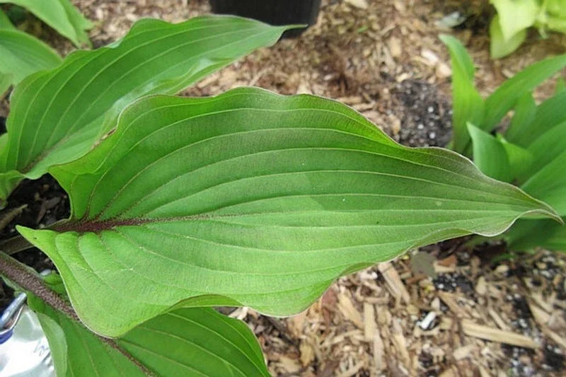 Hosta Wisconsin Red Live Plant - 5.25" Pot Well-Rooted Perennial Shade Plant Hosta Wisconsin Red Live Plant - 5.25" Pot Well-Rooted Perennial Shade Plant - Image 3