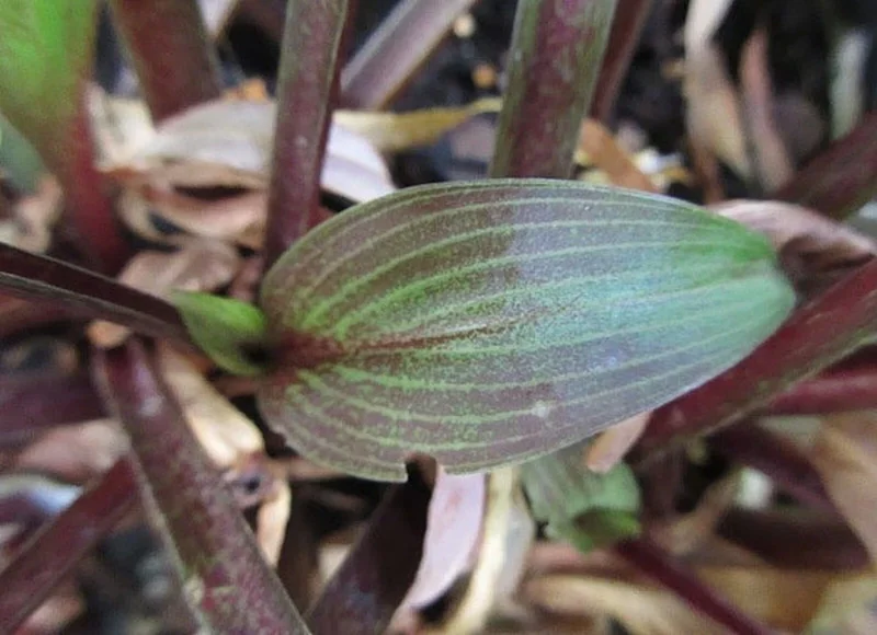 Hosta Wisconsin Red Live Plant - 5.25" Pot Well-Rooted Perennial Shade Plant Hosta Wisconsin Red Live Plant - 5.25" Pot Well-Rooted Perennial Shade Plant - Image 4