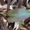 Hosta Wisconsin Red Live Plant - 5.25" Pot Well-Rooted Perennial Shade Plant Hosta Wisconsin Red Live Plant - 5.25" Pot Well-Rooted Perennial Shade Plant - Image 1