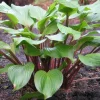 Hosta Xcuse Me Live Plant – 5.25" Pot – Perennial with Red Stems - Image 1
