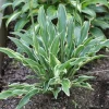 Hosta Yippee Live Plant – Perennial Shade Plant – 5.25" Pot Hosta Yippee Live Plant – Perennial Shade Plant – 5.25" Pot - Image 1