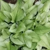 Hosta Zebra Stripes Live Plant – 5.25" Pot – Well Rooted Perennial Shade - Image 1