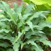 Hosta 'Zucchini Fries' Live Plant - Perennial Shade Plant - 5.25 inch Pot - Image 1