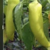 Hot Banana Pepper Live Plants - Set of 3 - Vegetative Stage, Green/Red/Yellow - Image 1