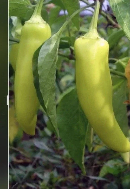 Hot Banana Pepper Live Plants - Set of 3 - Vegetative Stage, Green/Red/Yellow Hot Banana Pepper Live Plants - Set of 3 - Vegetative Stage, Green/Red/Yellow - Image 1