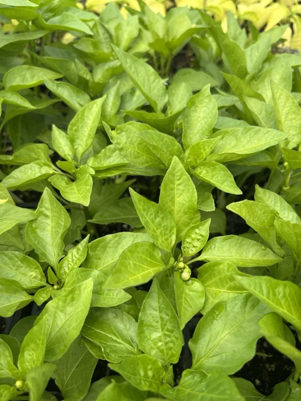 Hot Hungarian Wax Pepper Live Plants - Set of 3 Hot Peppers, Vegetative Stage - Image 2