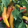 Hot Hungarian Wax Pepper Live Plants - Set of 3 Hot Peppers, Vegetative Stage - Image 1
