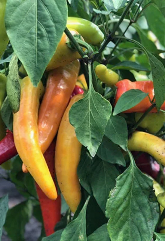 Hot Hungarian Wax Pepper Live Plants - Set of 3 Hot Peppers, Vegetative Stage - Image 1