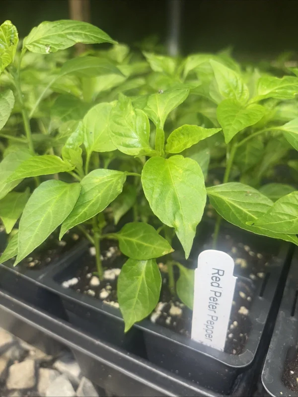 Hot Red Peter Pepper Live Plants - 3-Pack Chili Vegetables, Organic, Red - Image 2