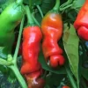 Hot Red Peter Pepper Live Plants - 3-Pack Chili Vegetables, Organic, Red - Image 1