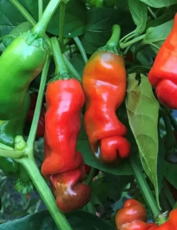 Hot Red Peter Pepper Live Plants - 3-Pack Chili Vegetables, Organic, Red - Image 1