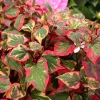 Houttuynia 'Chameleon' Live Plant – Variegated Perennial Ground Cover Outdoor - Image 1