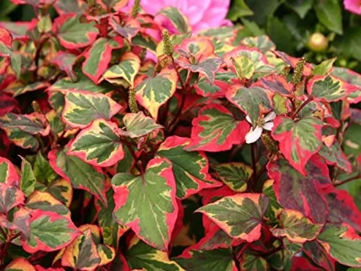 Houttuynia 'Chameleon' Live Plant – Variegated Perennial Ground Cover Outdoor - Image 1