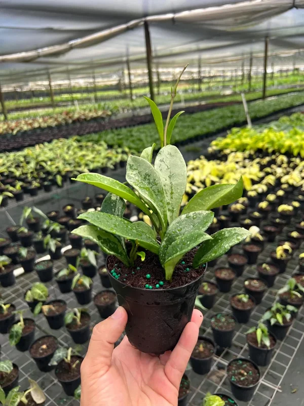 Hoya AH 074 Wax Plant Live Plant – Rare Indoor & Outdoor Tropical Houseplant in 4" Pot Hoya AH 074 Wax Plant Live Plant – Rare Indoor & Outdoor Tropical Houseplant in 4" Pot - Image 3