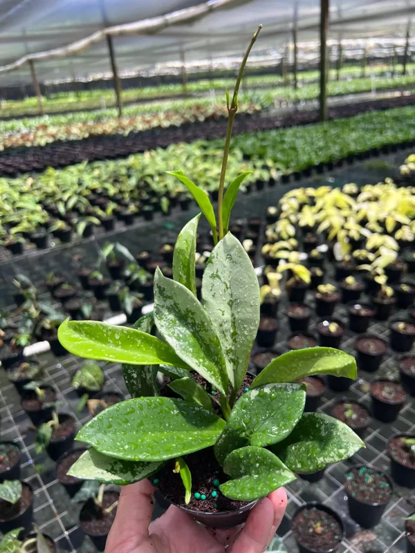 Hoya AH 074 Wax Plant Live Plant – Rare Indoor & Outdoor Tropical Houseplant in 4" Pot Hoya AH 074 Wax Plant Live Plant – Rare Indoor & Outdoor Tropical Houseplant in 4" Pot - Image 4