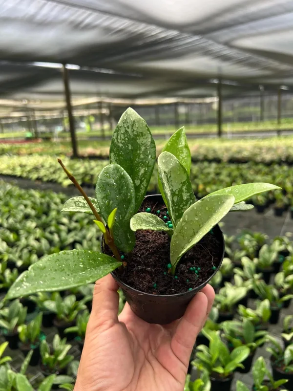 Hoya AH 074 Wax Plant Live Plant – Rare Indoor & Outdoor Tropical Houseplant in 4" Pot Hoya AH 074 Wax Plant Live Plant – Rare Indoor & Outdoor Tropical Houseplant in 4" Pot - Image 5