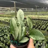 Hoya AH 074 Wax Plant Live Plant – Rare Indoor & Outdoor Tropical Houseplant in 4" Pot - Image 1