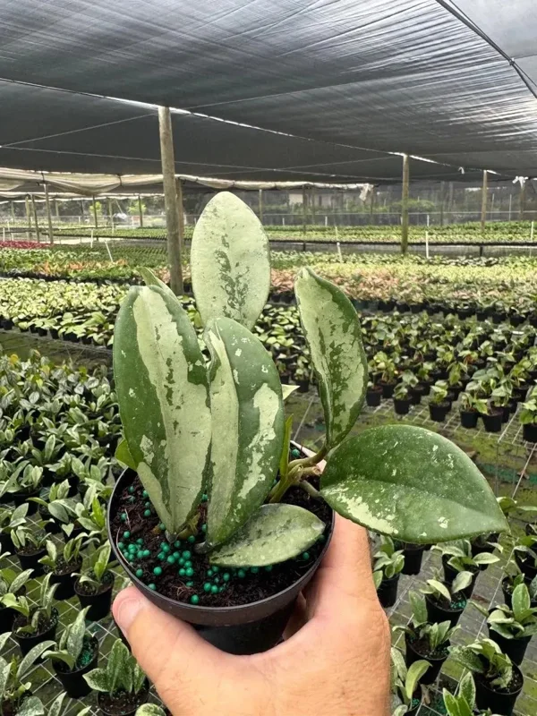 Hoya AH 074 Wax Plant - Rare Live Tropical Houseplant in 4" Pot - Image 1