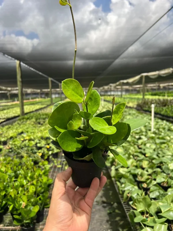 Hoya Australis Live Plant – Vining Tropical Houseplant – Indoor/Outdoor - Image 2