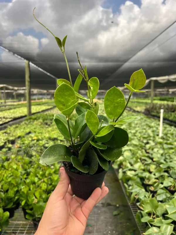Hoya Australis Live Plant – Vining Tropical Houseplant – Indoor/Outdoor - Image 1