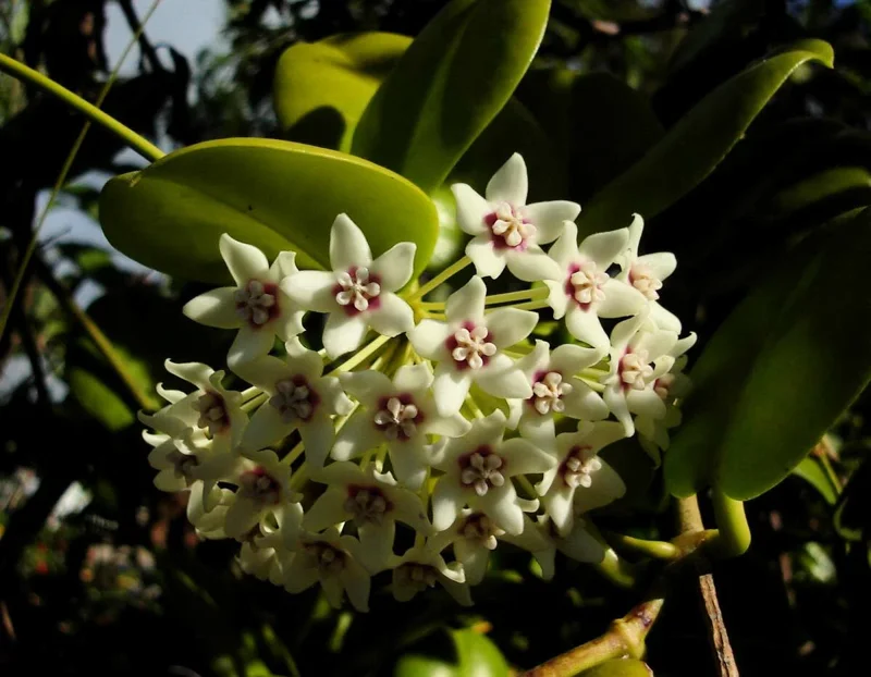 Hoya Australis Wax Flower Vine Solid Green Live Plant Starter - Indoor/Outdoor - Image 1