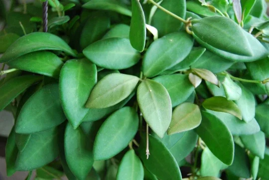 Hoya Bilobata Live Plant – Easy Care Tropical Houseplant – Flowering Indoor Plant Hoya Bilobata Live Plant – Easy Care Tropical Houseplant – Flowering Indoor Plant - Image 3