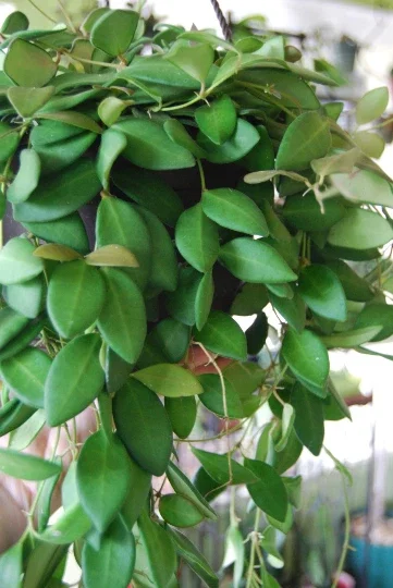 Hoya Bilobata Live Plant – Easy Care Tropical Houseplant – Flowering Indoor Plant Hoya Bilobata Live Plant – Easy Care Tropical Houseplant – Flowering Indoor Plant - Image 4
