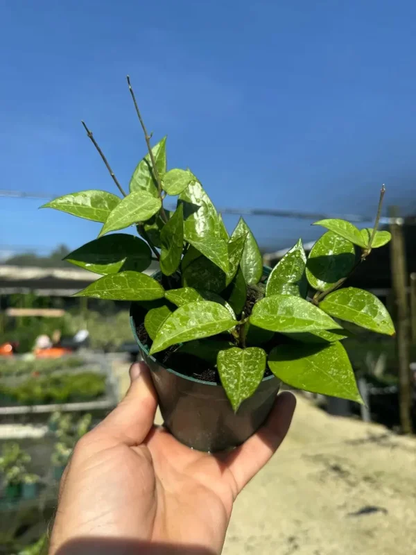 Hoya Black Margin Live Plant – Tropical Houseplant – 4 inch Pot – Indoor & Outdoor - Image 2