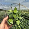 Hoya Black Margin Live Plant – Tropical Houseplant – 4 inch Pot – Indoor & Outdoor Hoya Black Margin Live Plant – Tropical Houseplant – 4 inch Pot – Indoor & Outdoor - Image 1