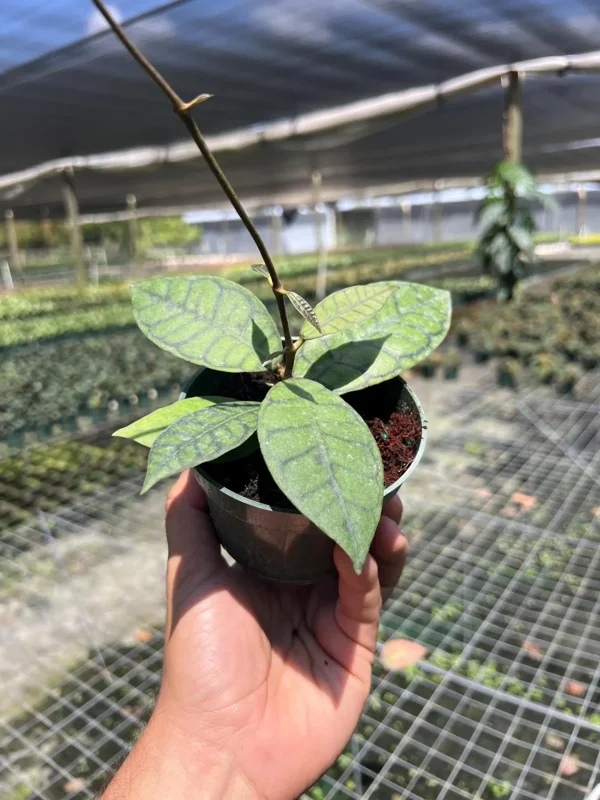 Hoya Callistophylla Live Plant - 4" Pot Indoor & Outdoor Tropical Houseplant Hoya Callistophylla Live Plant - 4" Pot Indoor & Outdoor Tropical Houseplant - Image 3