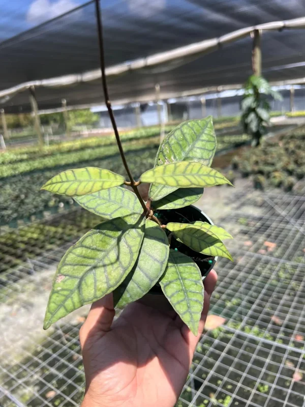 Hoya Callistophylla Live Plant - 4" Pot Indoor/Outdoor Tropical Houseplant - Image 2